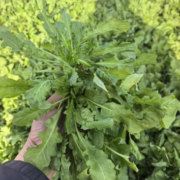 荠荠菜