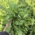 荠荠菜