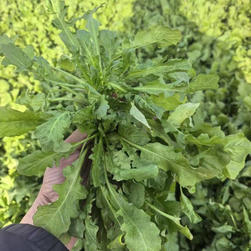 荠荠菜