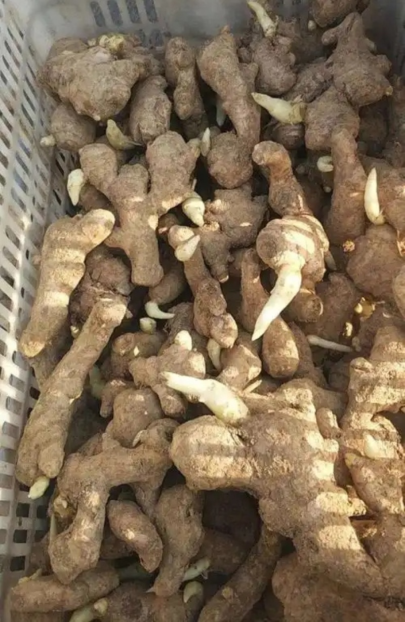 【精选】368脱毒姜种/已催芽/好种植产量高/包种植技术