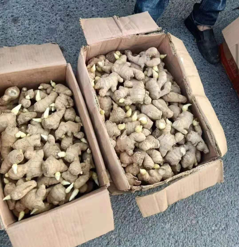 《精选》姜种/姜种批发基地（亩产过万已催芽脱毒）合作种植