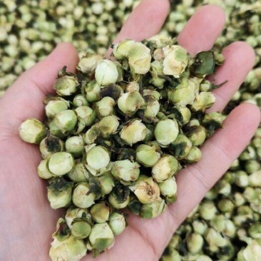 农副产品中药材山茶花药用山茶花，品质保证，一手货源量大从