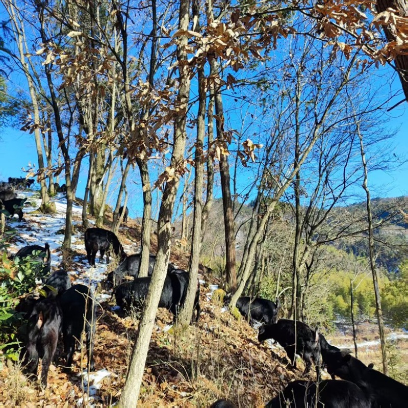 大别山黑山羊厂家直供优质饲料喂养规模化养殖