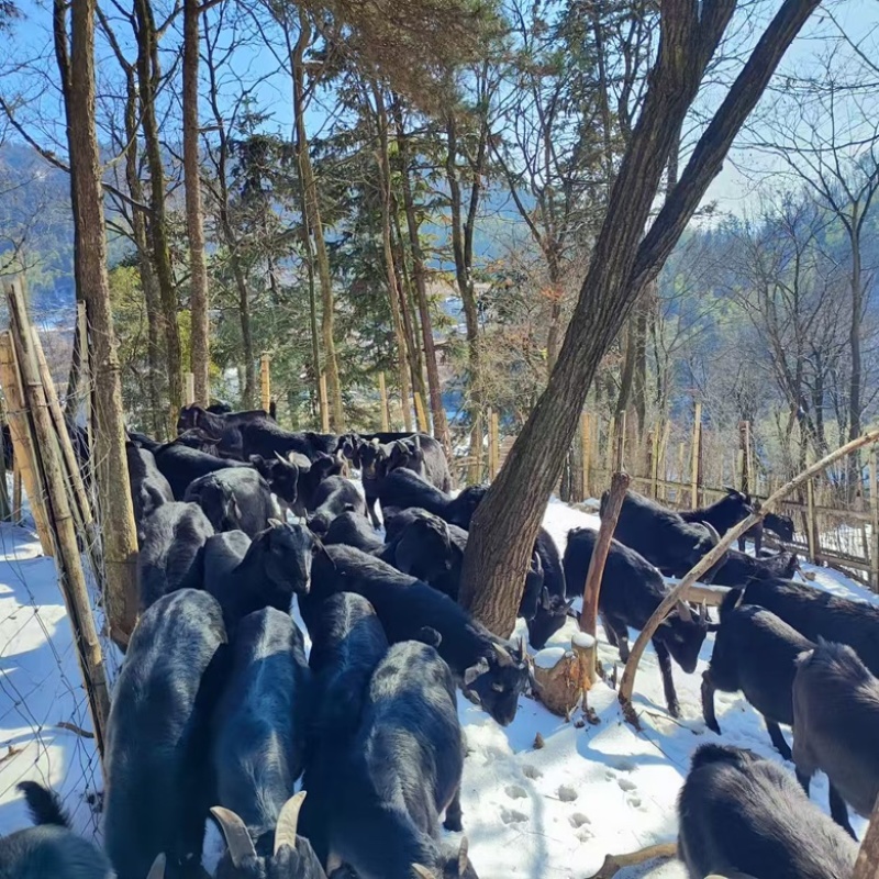 大别山黑山羊厂家直供优质饲料喂养规模化养殖
