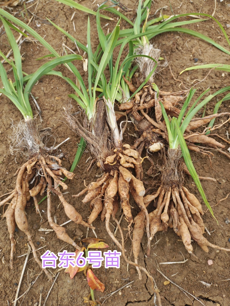 早熟台湾黄花菜种苗台东6号包邮，黄花菜优质种苗