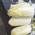 精品大娃娃菜