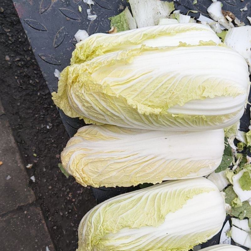 精品大娃娃菜