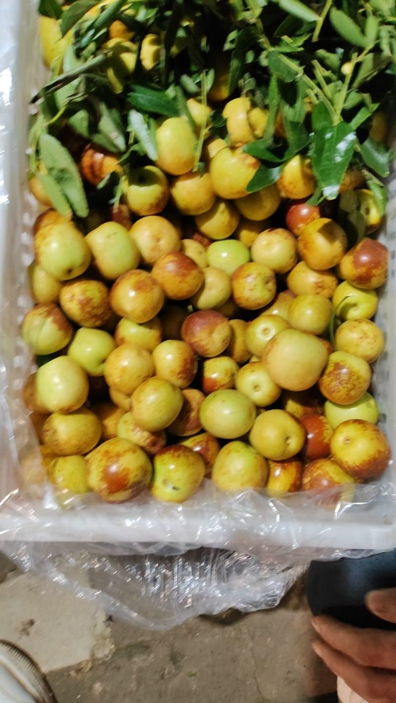 沾化冬枣