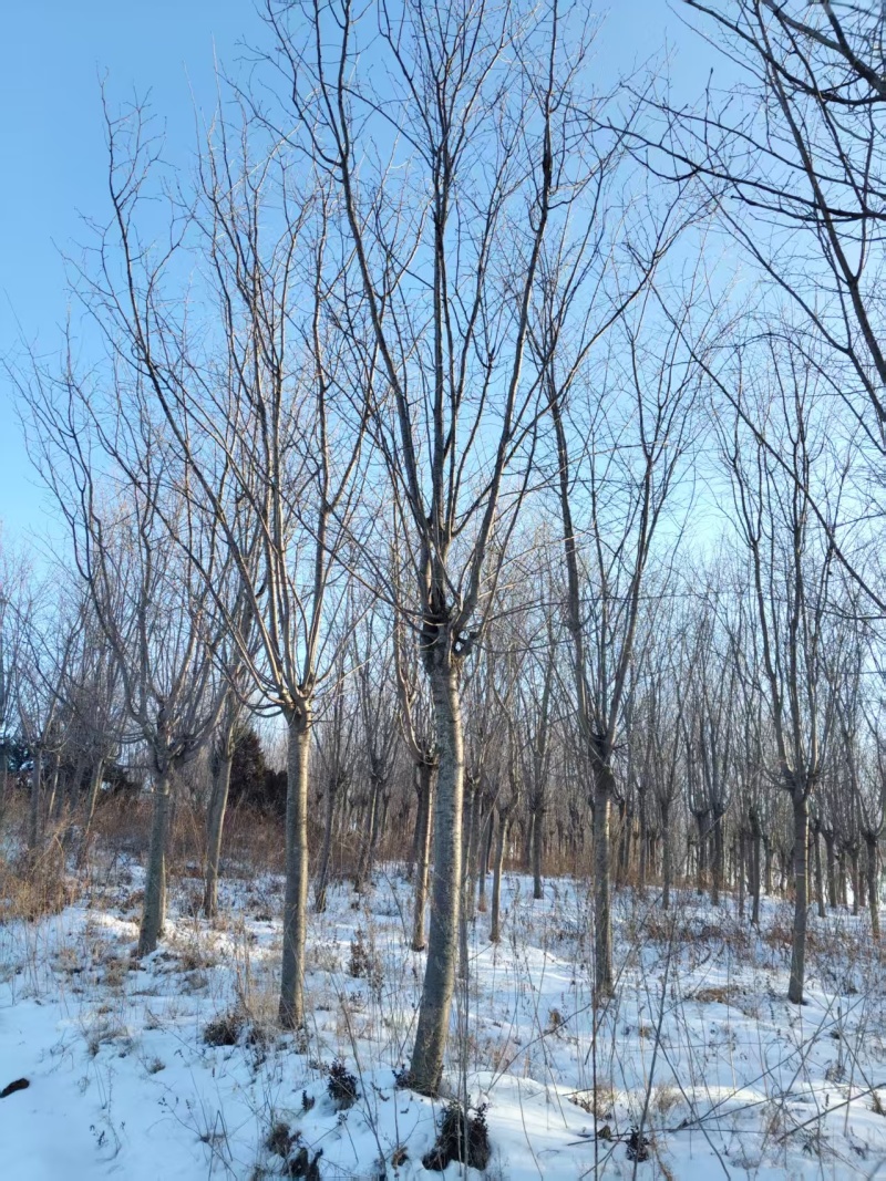 山樱花基地直供量大从优可对接工程项目