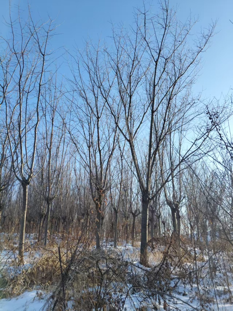 山樱花基地直供量大从优可对接工程项目