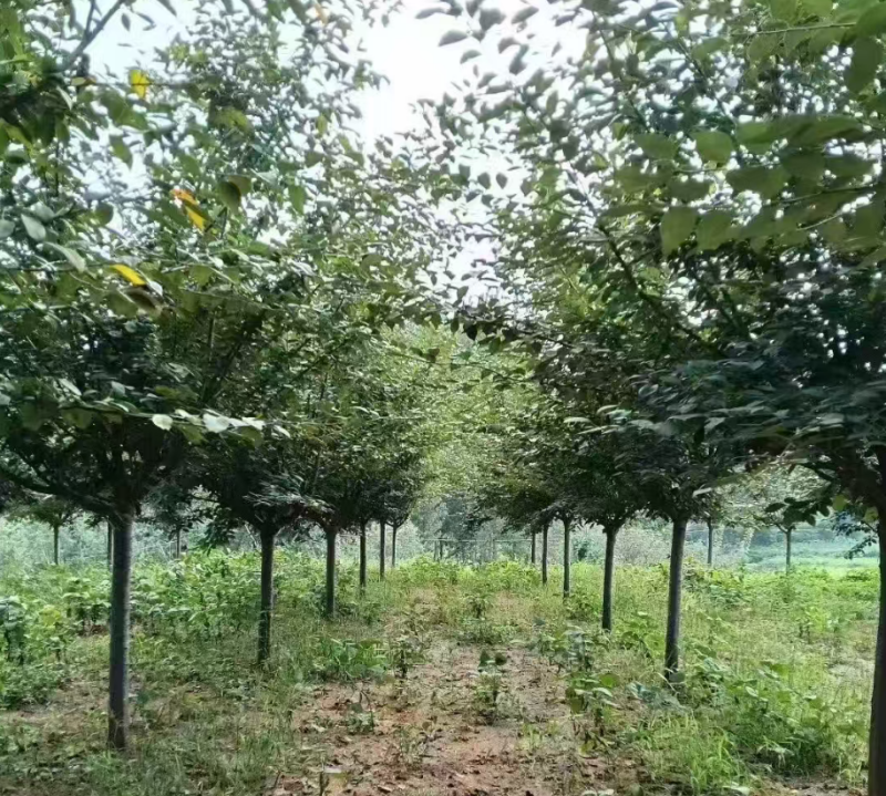 樱花树基地直供量大从优可对接工程项目