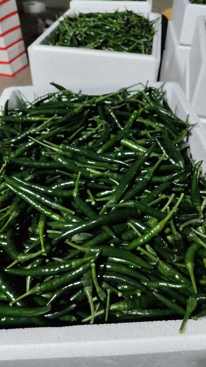 青小米椒，红小米椒
