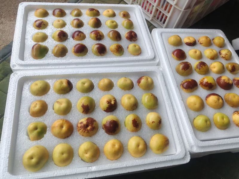 沾化冬枣
