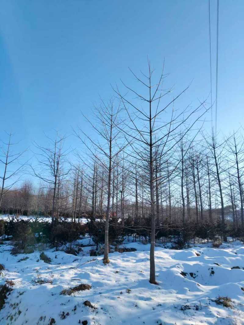 银杏树基地直供量大从优可对接工程项目
