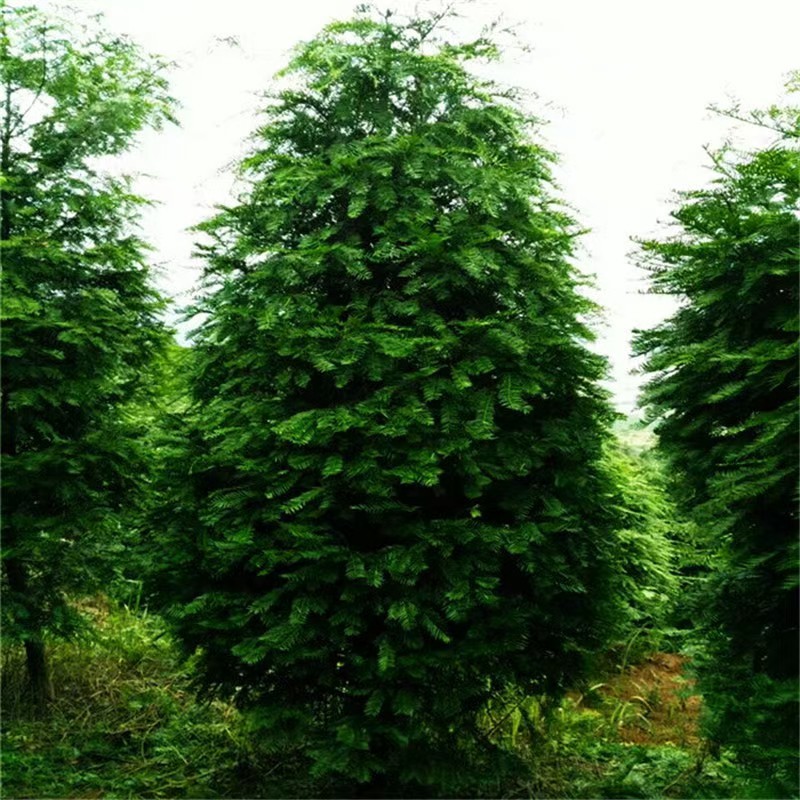 红豆杉红豆杉基地直供量大从优可对接工程项目
