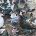 全散养120天番鸭，均重九斤到十斤左右，