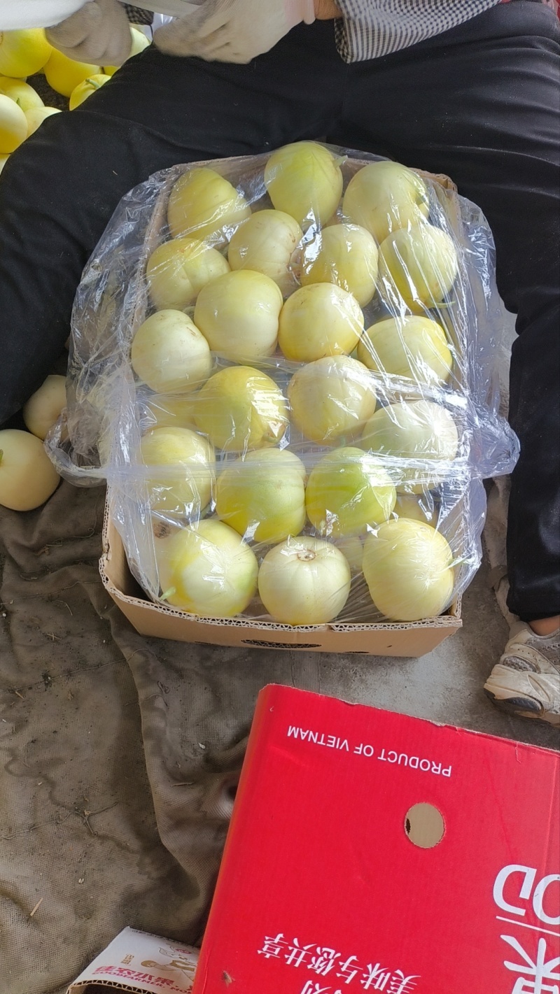 星甜二十四小蜜蜂甜瓜基地