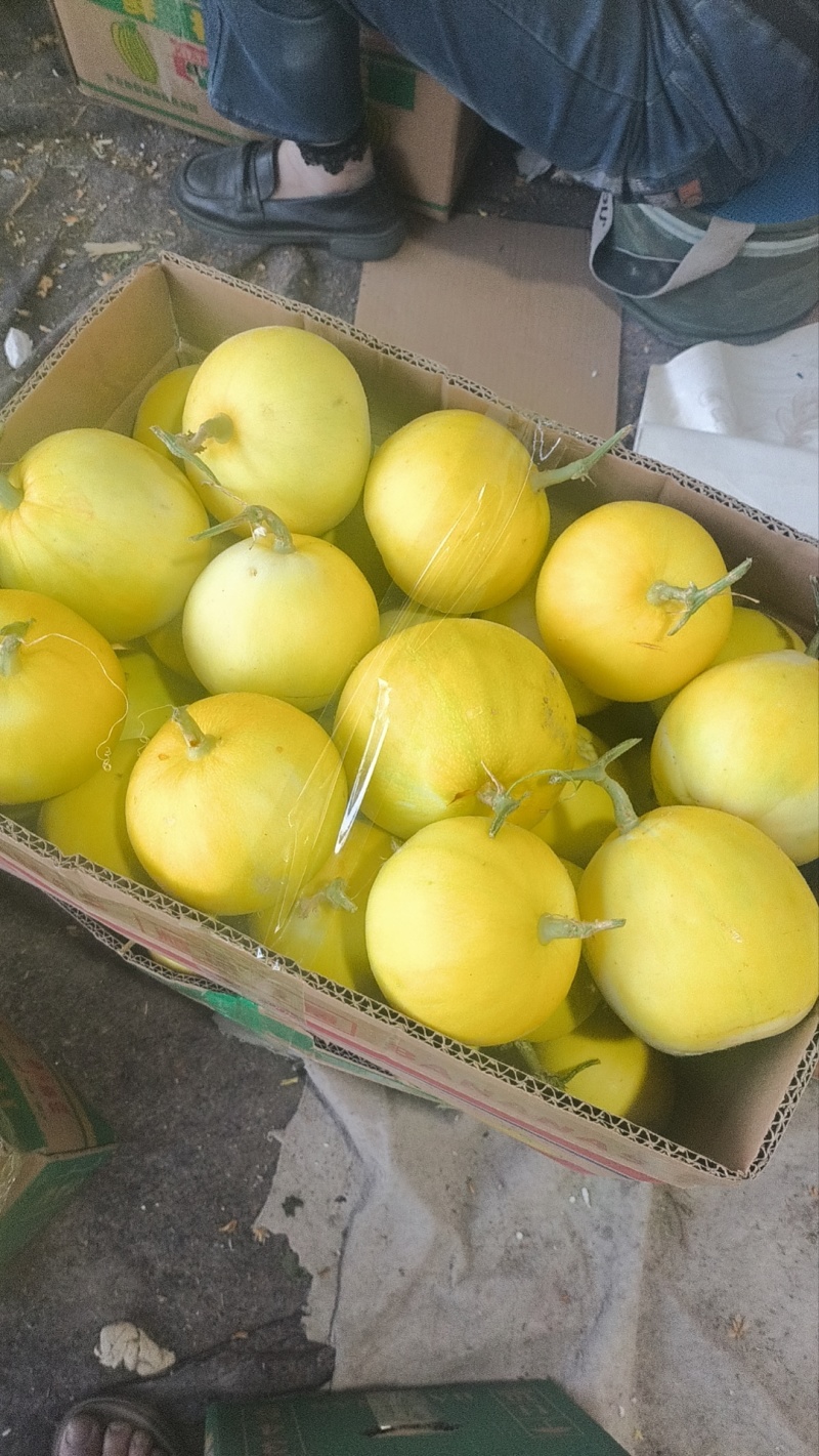 星甜二十四小蜜蜂甜瓜基地