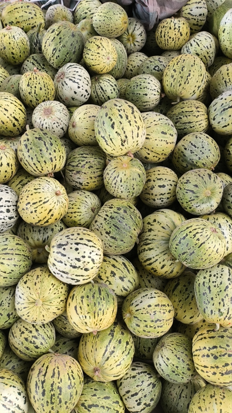 星甜二十四小蜜蜂甜瓜基地