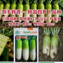渤丰韩青萝卜种子韩国青首萝卜种籽口感甜脆糠心晚适应强产量
