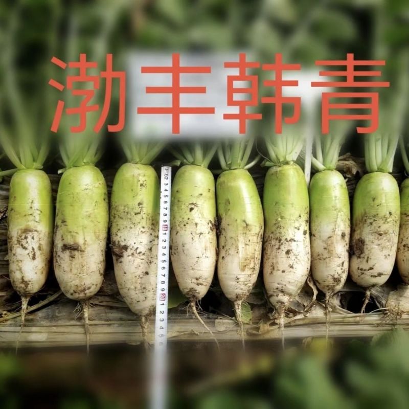 渤丰韩青萝卜种子韩国青首萝卜种籽口感甜脆糠心晚适应强产量