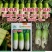 渤丰韩青萝卜种子韩国青首萝卜种籽口感甜脆糠心晚适应强产量