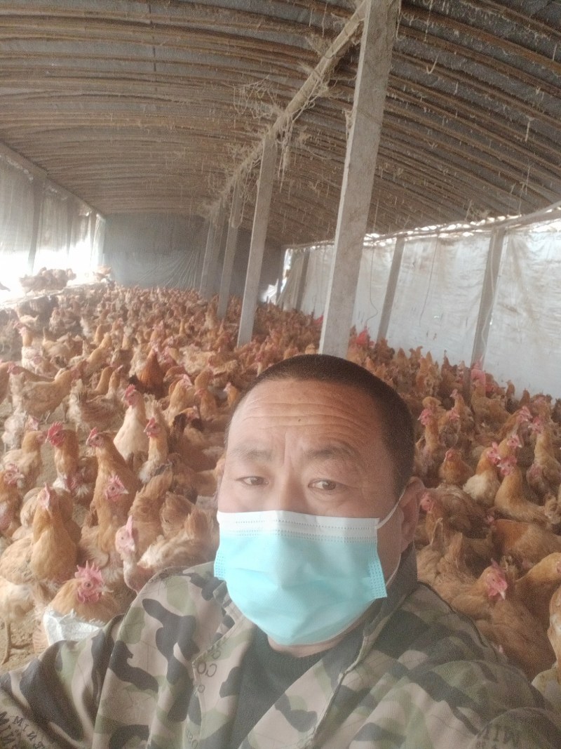 善曦非笼养柴鸡蛋