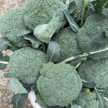 散花西兰花，大量接单产地直发量大从优欢迎来电