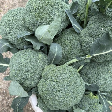 散花西兰花，大量接单产地直发量大从优欢迎来电