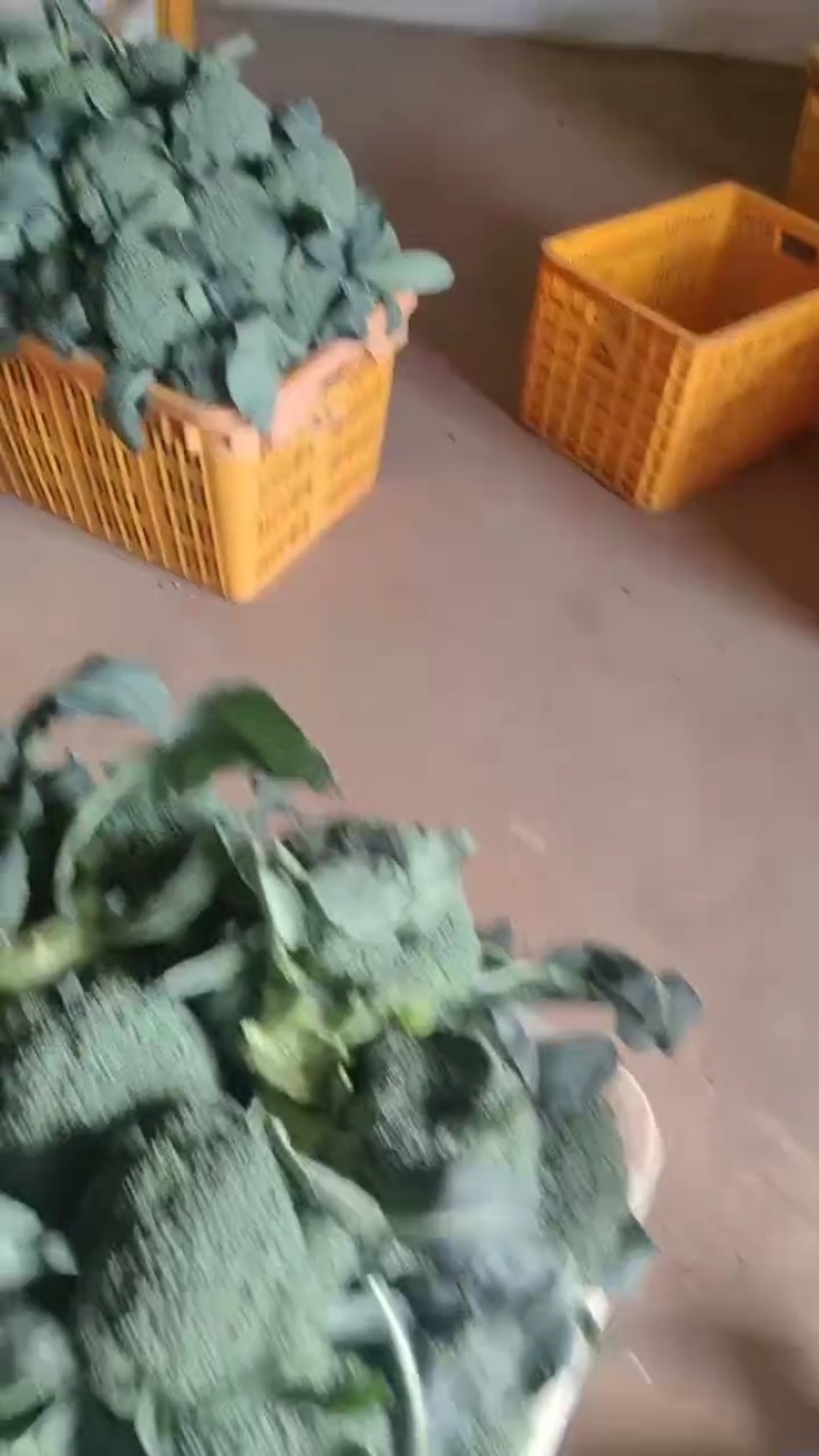 散花西兰花，大量接单产地直发量大从优欢迎来电