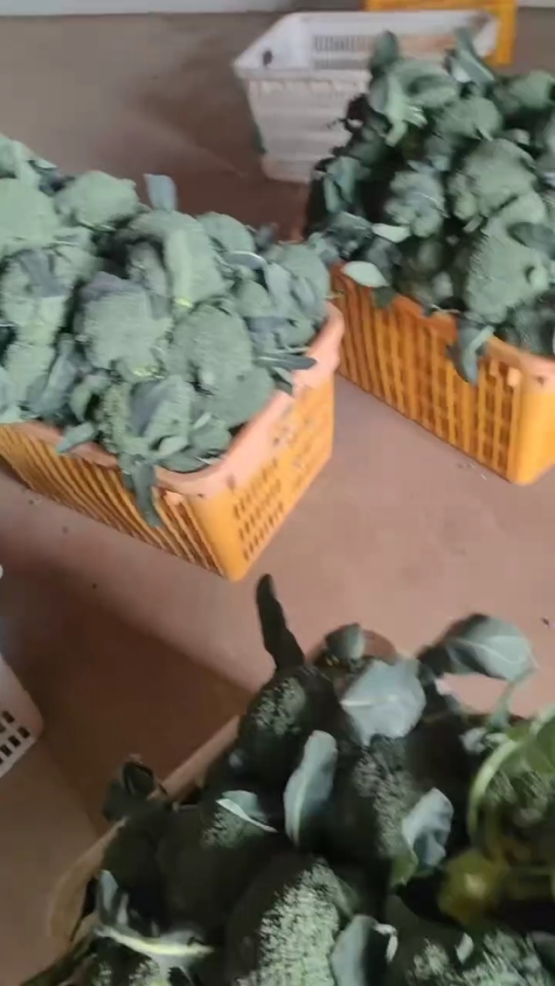 散花西兰花，大量接单产地直发量大从优欢迎来电
