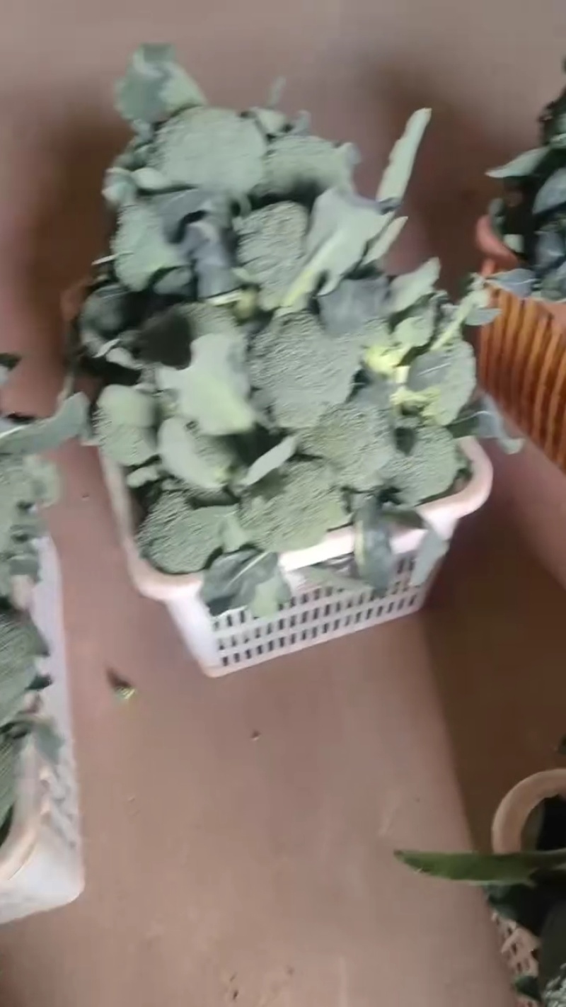 散花西兰花，大量接单产地直发量大从优欢迎来电
