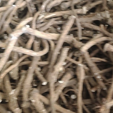蒲公英根，炒茶专用，