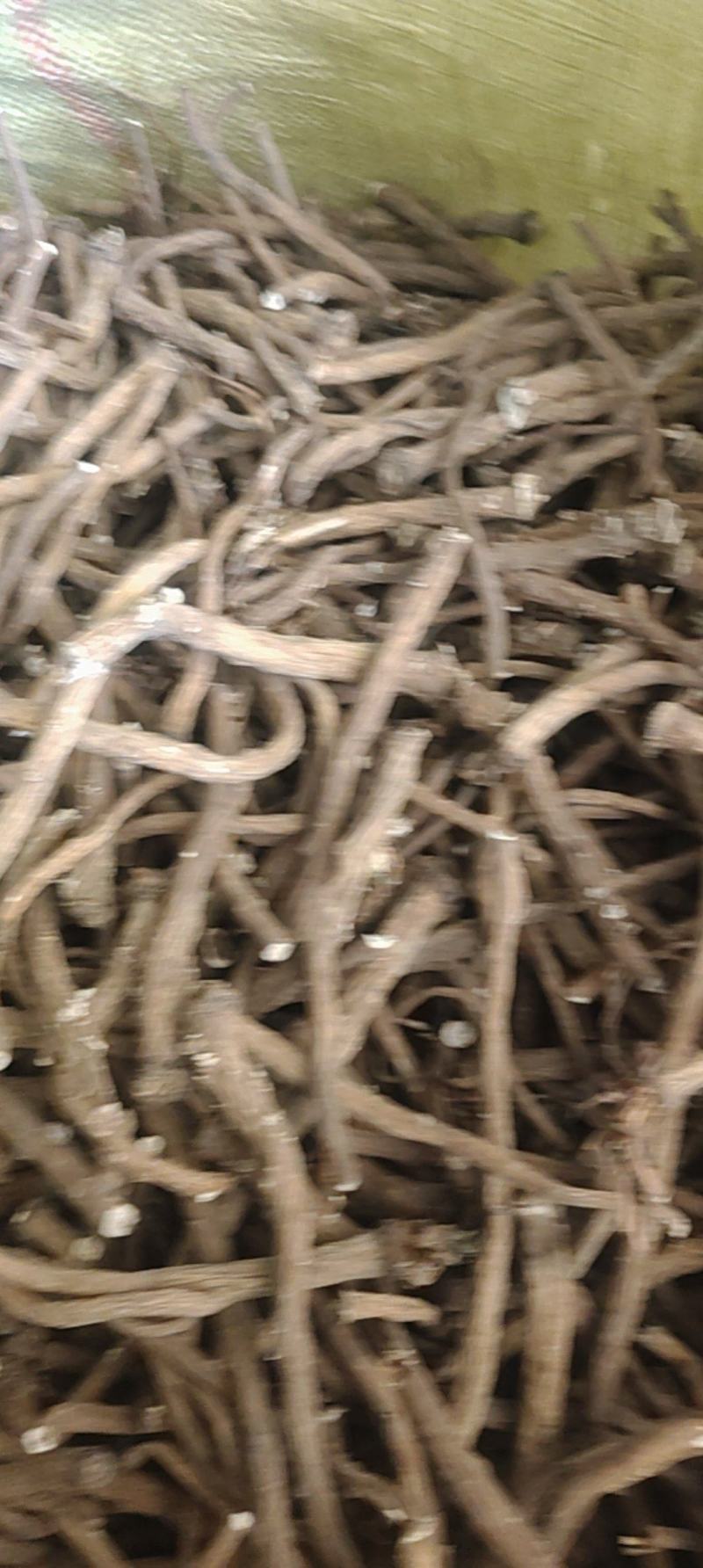 蒲公英根，炒茶专用，