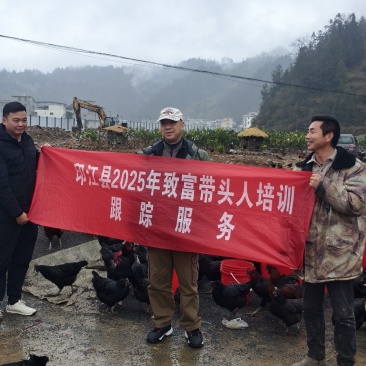 贵州省生态散养土鸡蛋2块一个