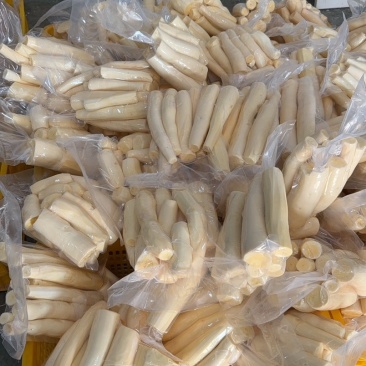 广西黄肉木薯，华南九号