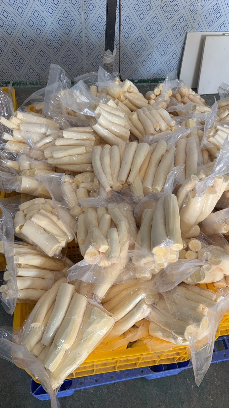 广西黄肉木薯，华南九号