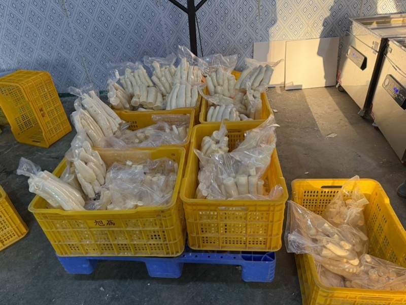 广西黄肉木薯，华南九号