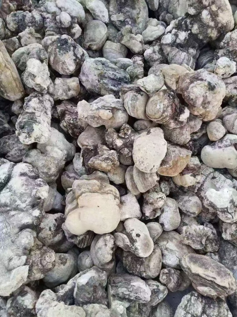 苦白蹄阿里红