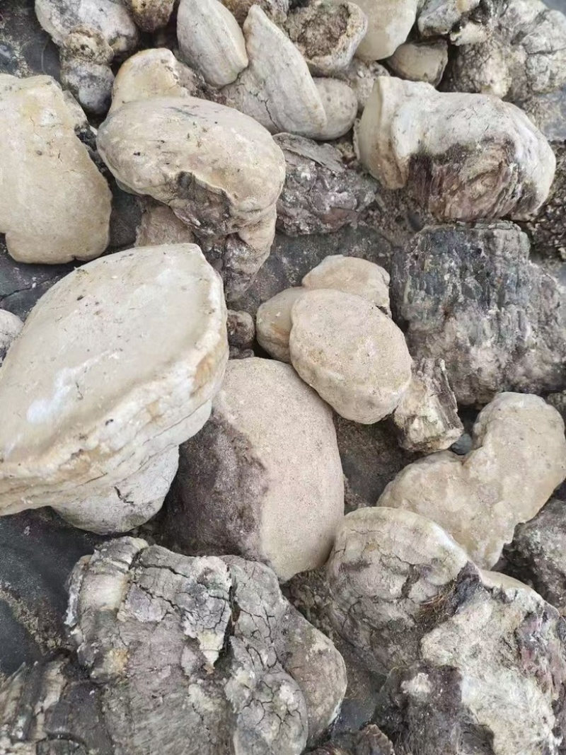 苦白蹄阿里红