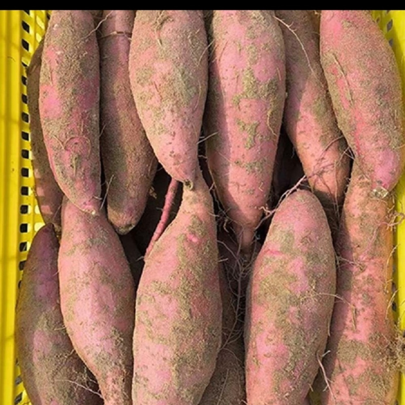 黄心蜜薯烟薯，考薯各种规格专业代发