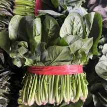 四川精品菠菜，无限量供应
