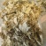 野生艾叶手选艾叶头茬端午节前后采摘3年陈艾叶大艾叶