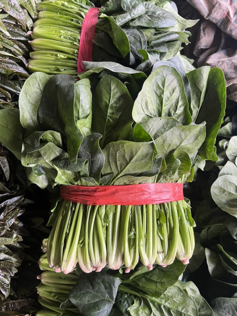 四川精品菠菜，无限量供应