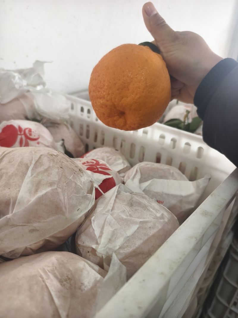 原装袋大炮细皮耙耙柑春见柑桔【柑桔】四川春见耙耙柑