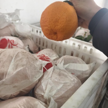 原装袋大炮细皮耙耙柑春见柑桔【柑桔】四川春见耙耙柑