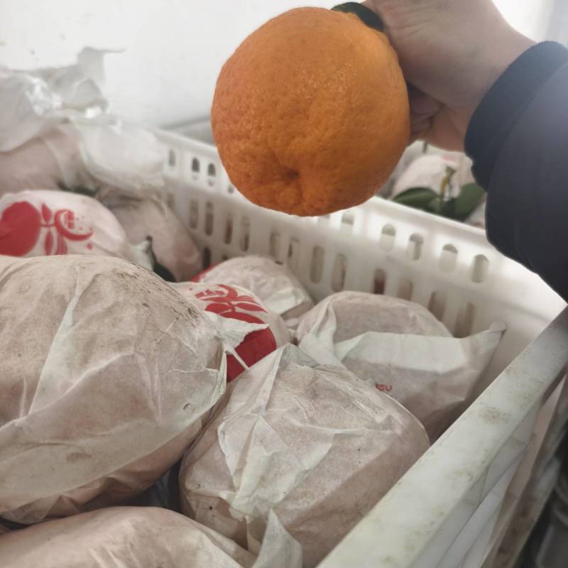 原装袋大炮细皮耙耙柑春见柑桔【柑桔】四川春见耙耙柑