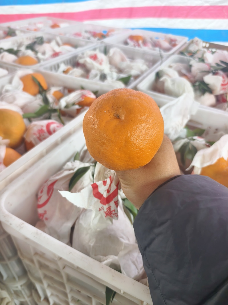 耙耙柑高次耙耙柑春见柑桔【柑桔】四川春见耙耙