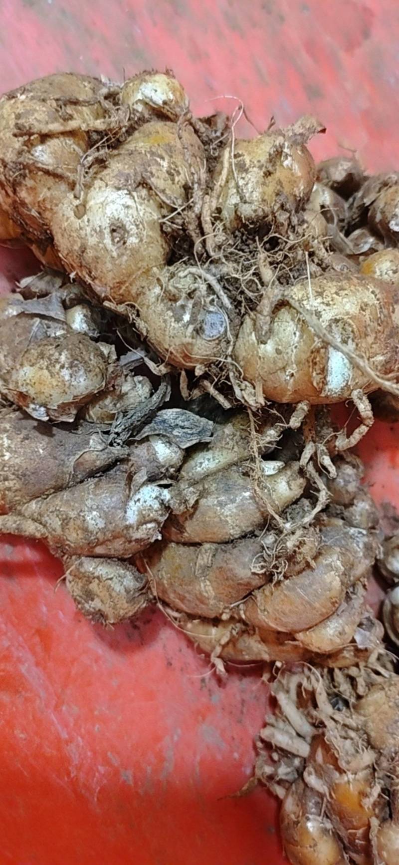 海南红土沙姜