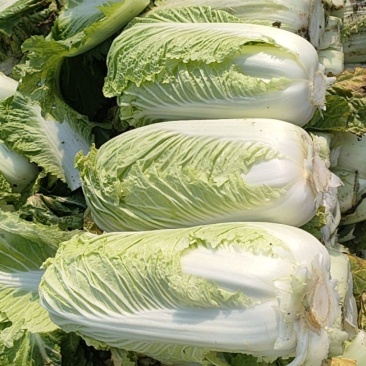 三号白菜，大量有货，质量好，出货快